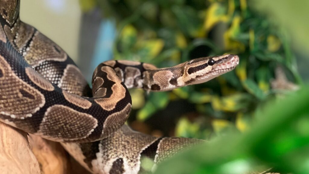 A close-up of a Ball Python, showcasing its distinctive brown and tan blotched pattern.
