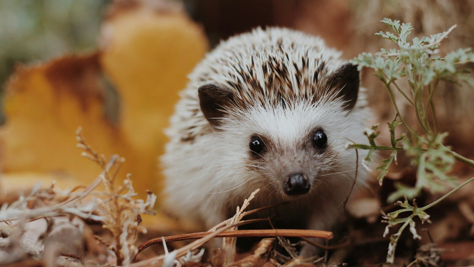 selective focus photography of white hedgehog on grass
