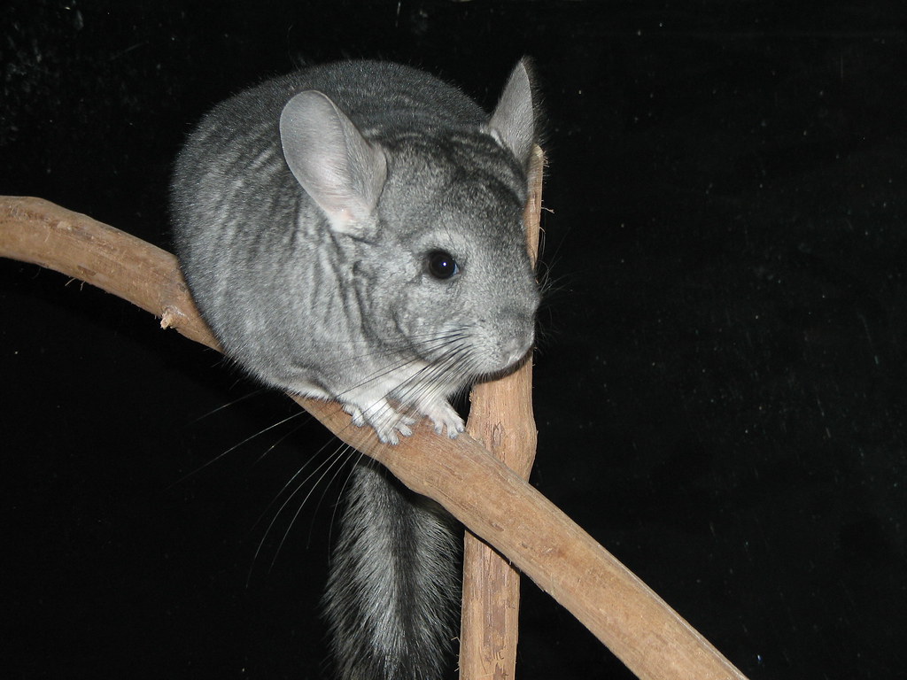 Chinchilla on a branch
