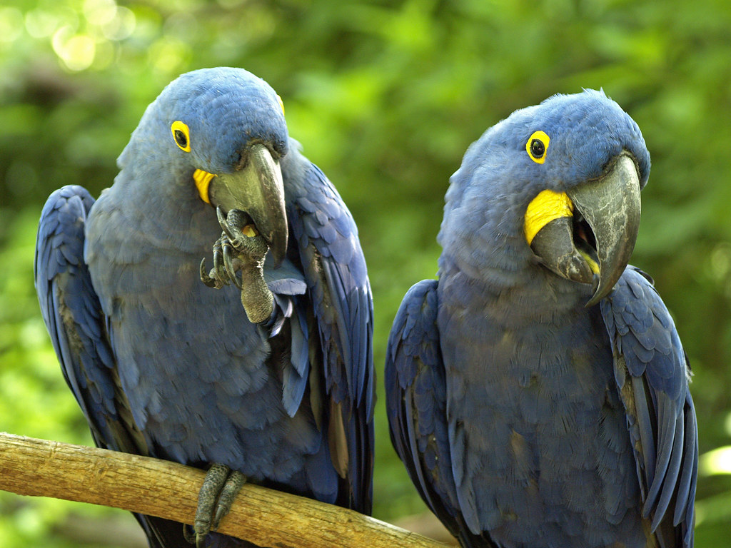 Two Hyacinth Macaw on a branch