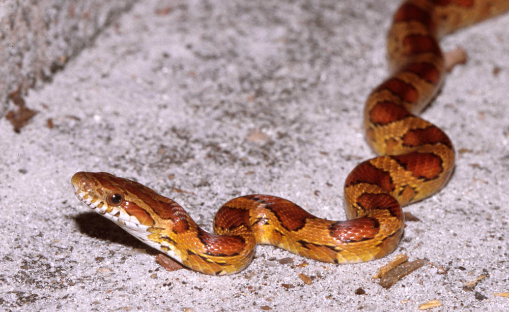 Corn Snake (Pantherophis guttatus)