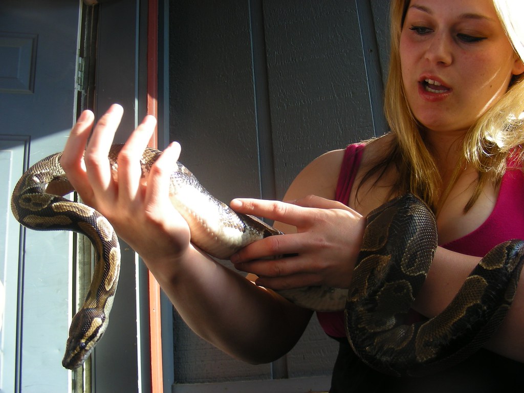 Signs Your Ball Python Recognizes You