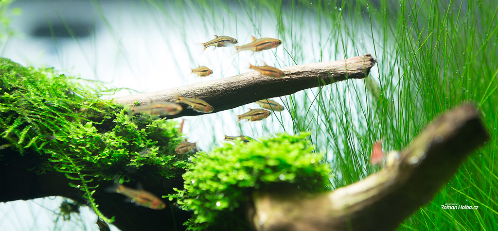 The Art of Aquascaping for Long-Term Stability
