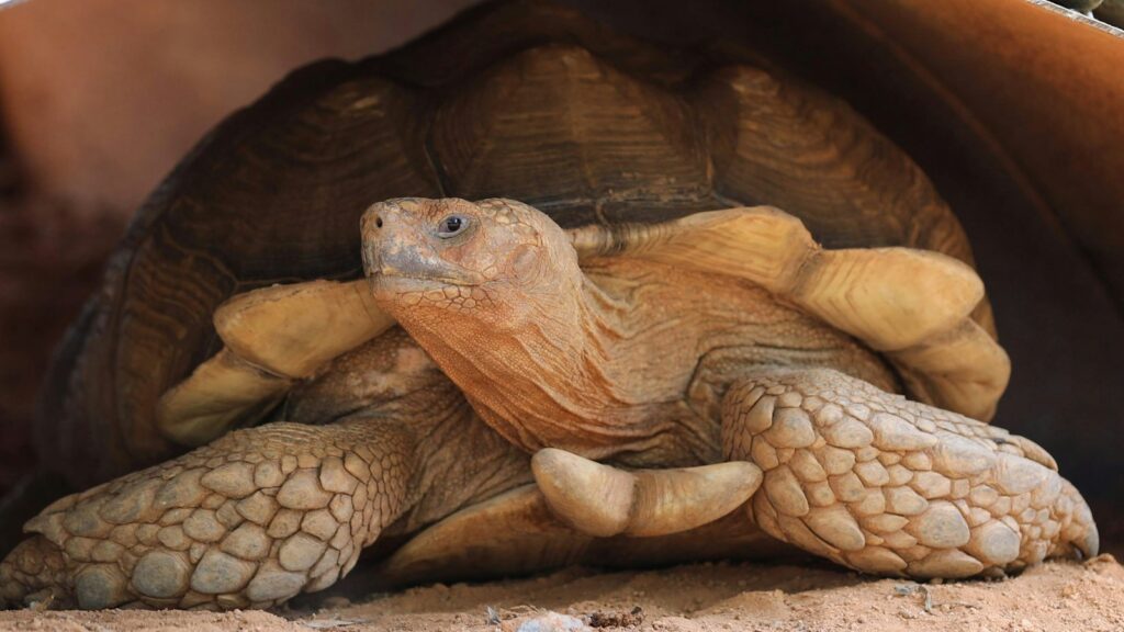 Close-up of a tortoise with a textured shell resting in a sheltered area.