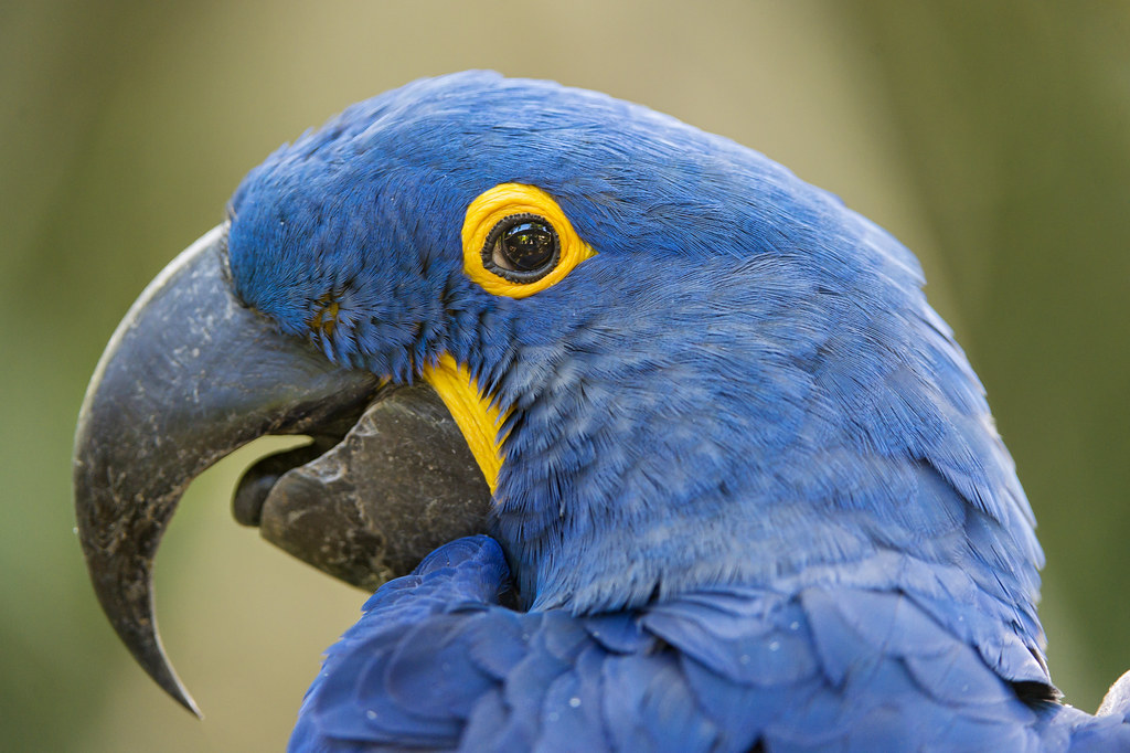 close up of a Hyacinth macaw