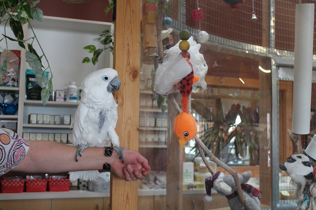 Monitoring Bird Health and Behavior