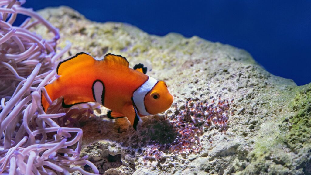 Close-up of a clownfish showcasing its bright orange body and distinctive white and black stripes swimming near a purple anemone.