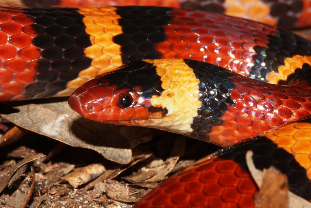 Kingsnakes: Hardy and Visually Striking