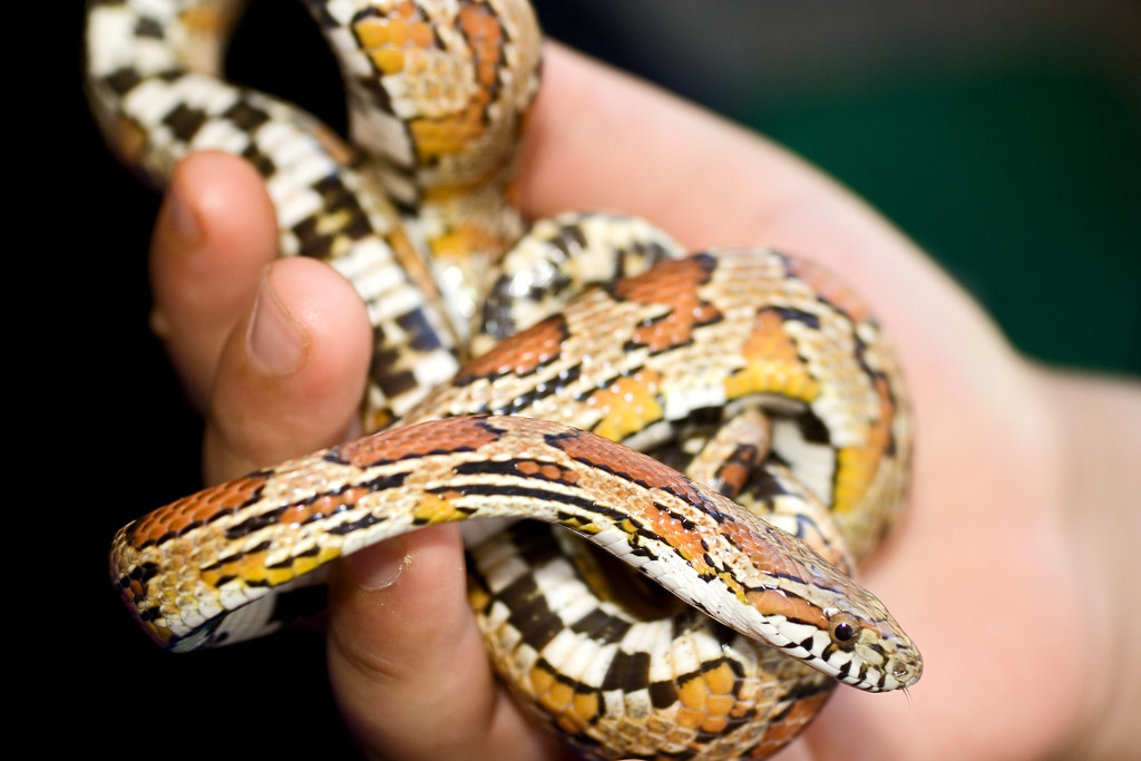 Myth 7: Corn Snakes Recognize and Bond With Their Owners
