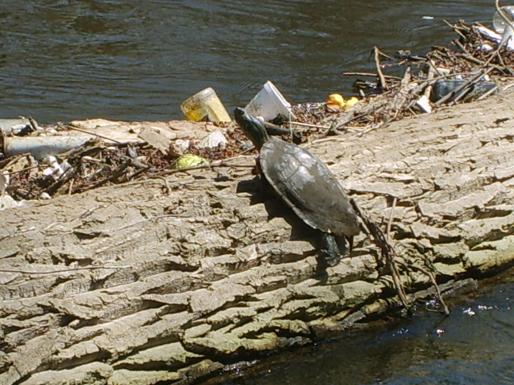 Freshwater Habitat Degradation