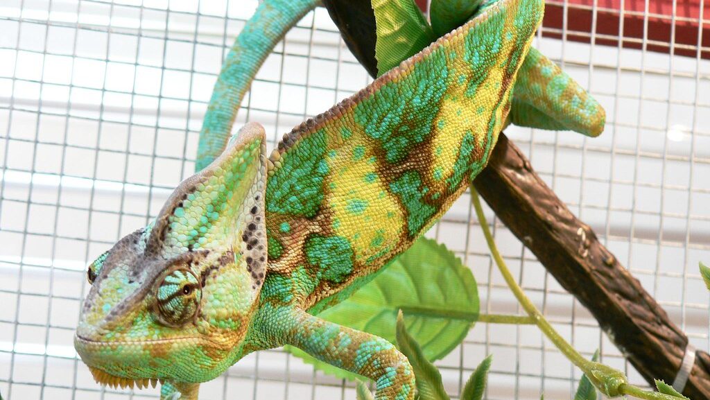 Veiled Chameleon hanging on a branch