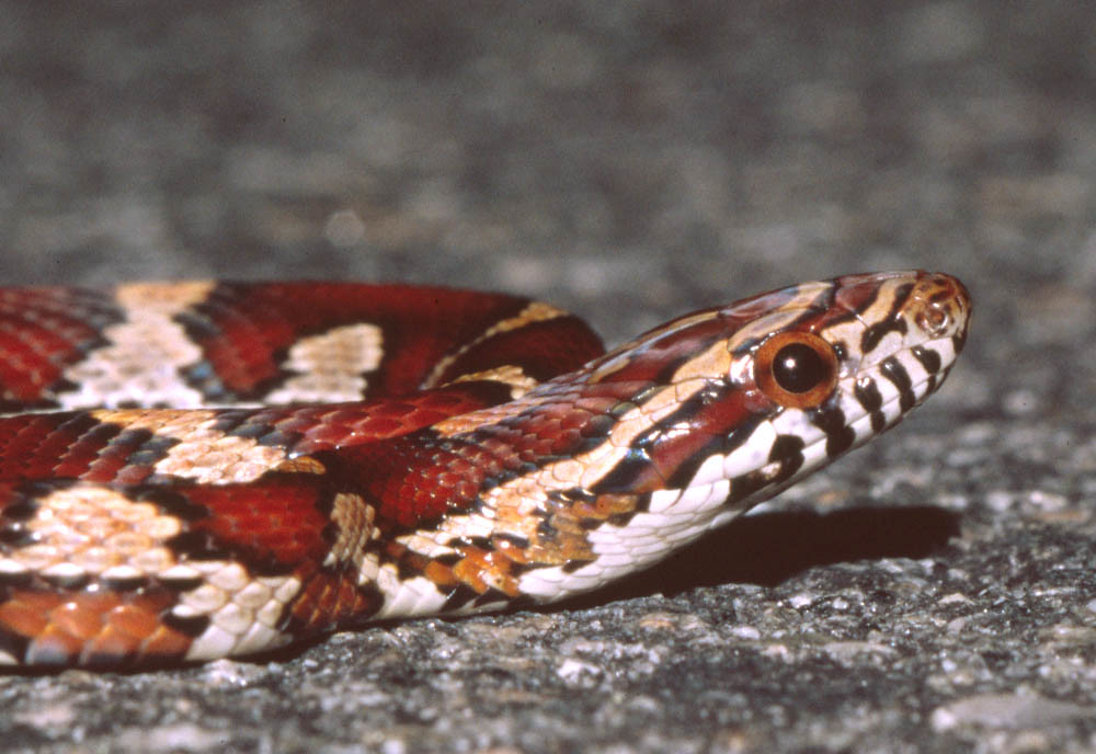 corn snake with distinct coloration