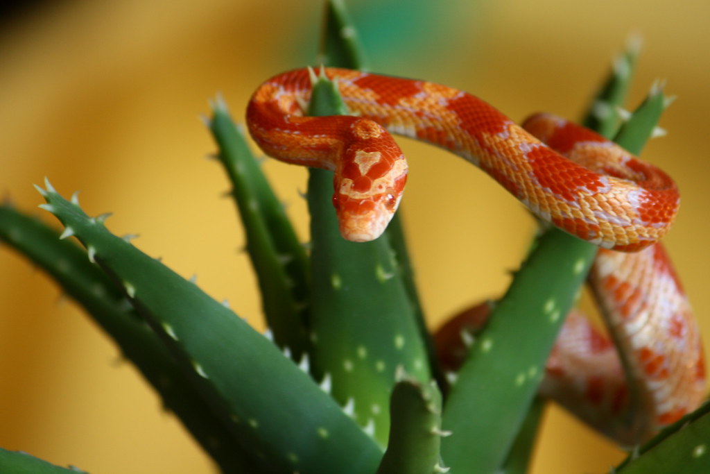 The Science of Recognition in Reptiles