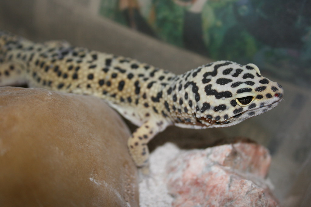 leopard gecko beside a rock