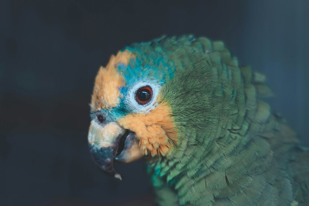 green paroot