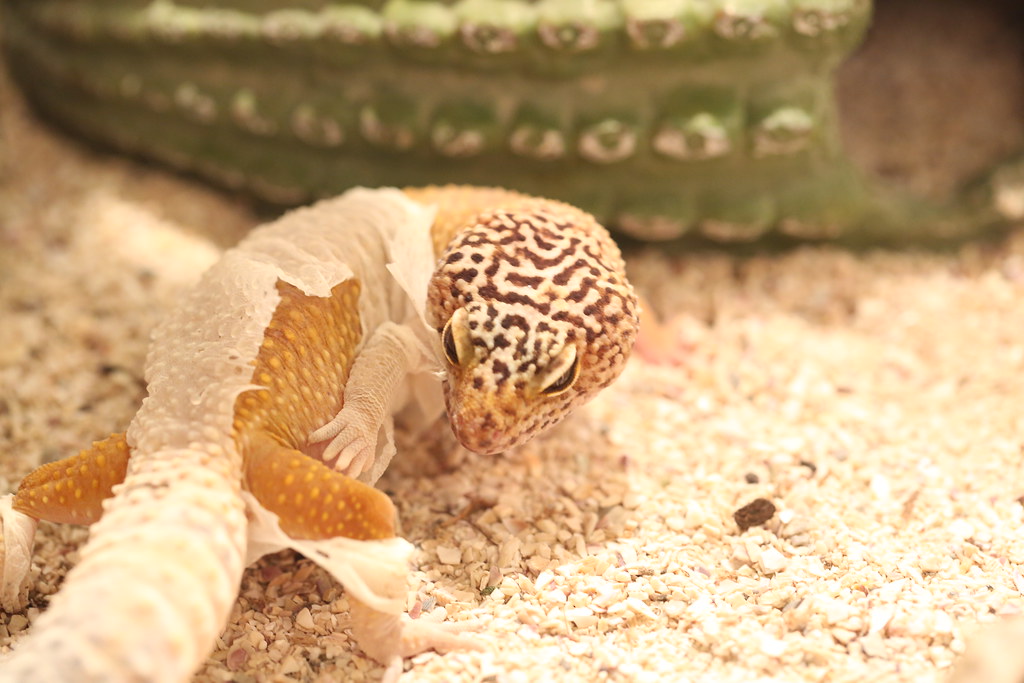 leopard gecko shedding its skin