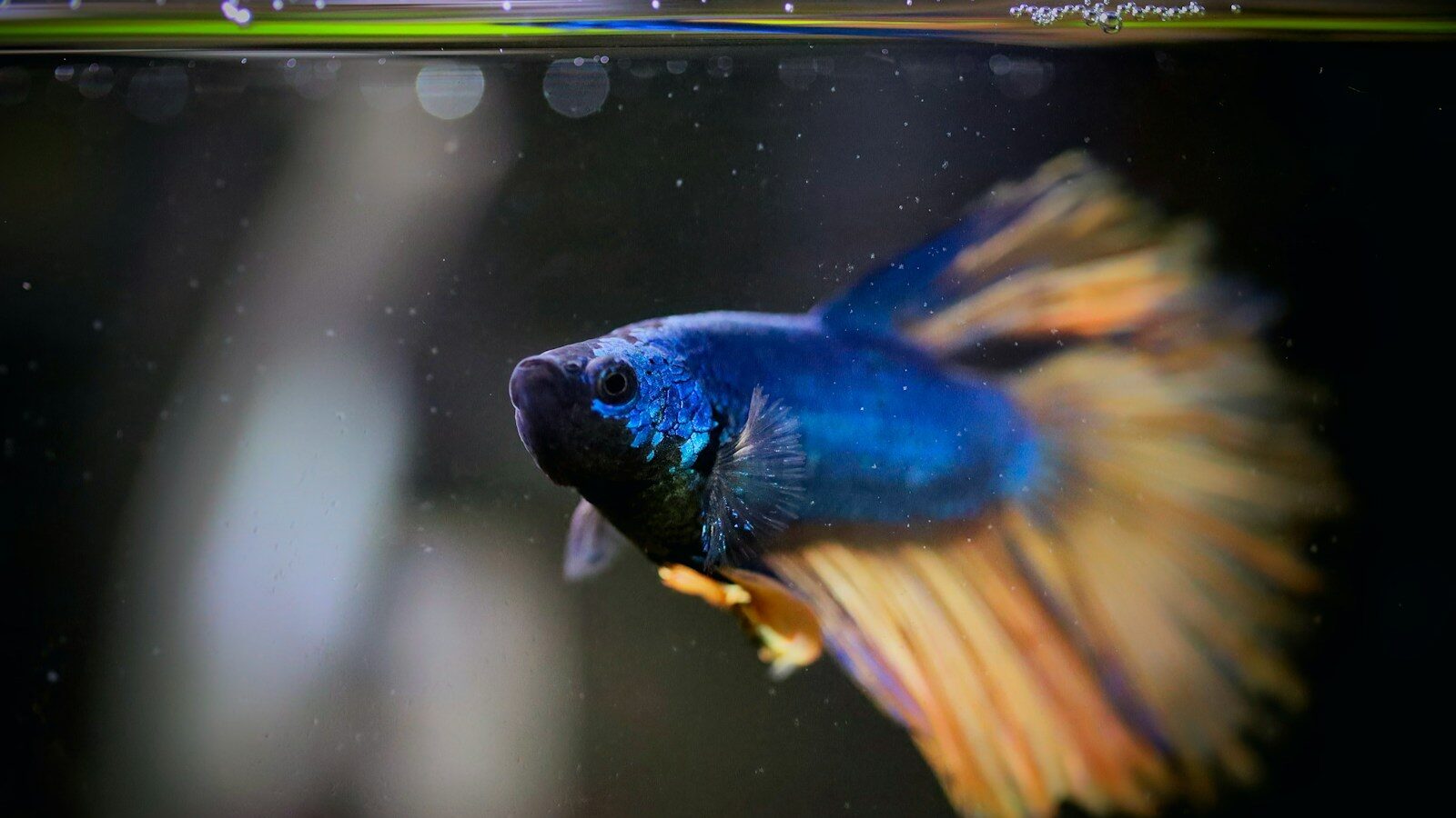 A close up of a fish in a tank Chinese fighting fish