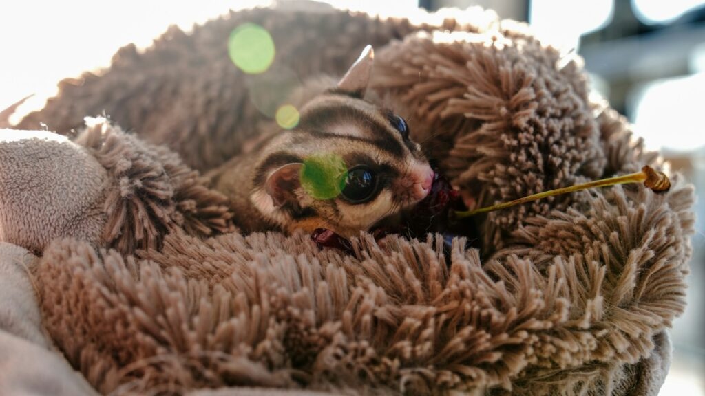 A small sugar glider with gray and white markings resting comfortably in a plush, brown, furry bed.