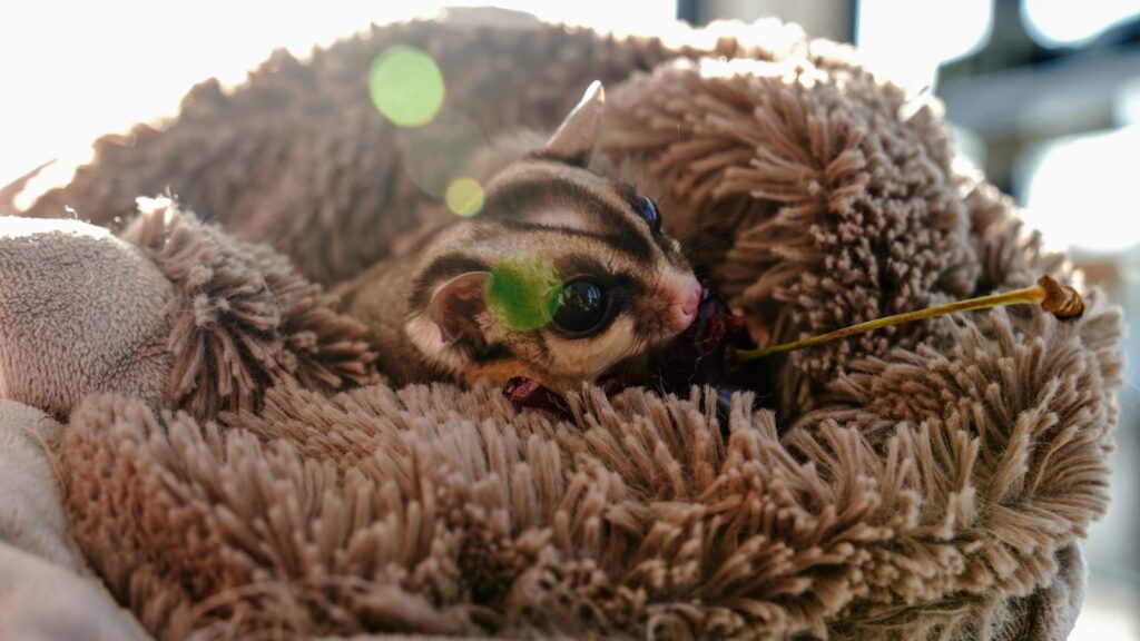 Tiny sugar glider nestled in a soft, brown, furry pouch, looking out with big, dark eyes.