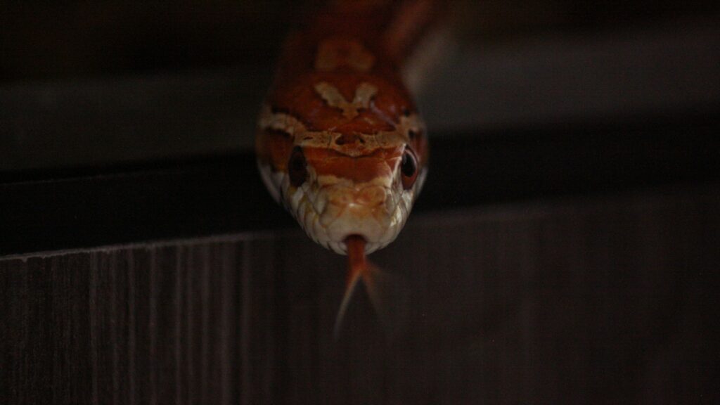 Close-up of a snake with a distinctive pattern in a dark setting.