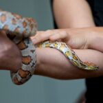 corn snake