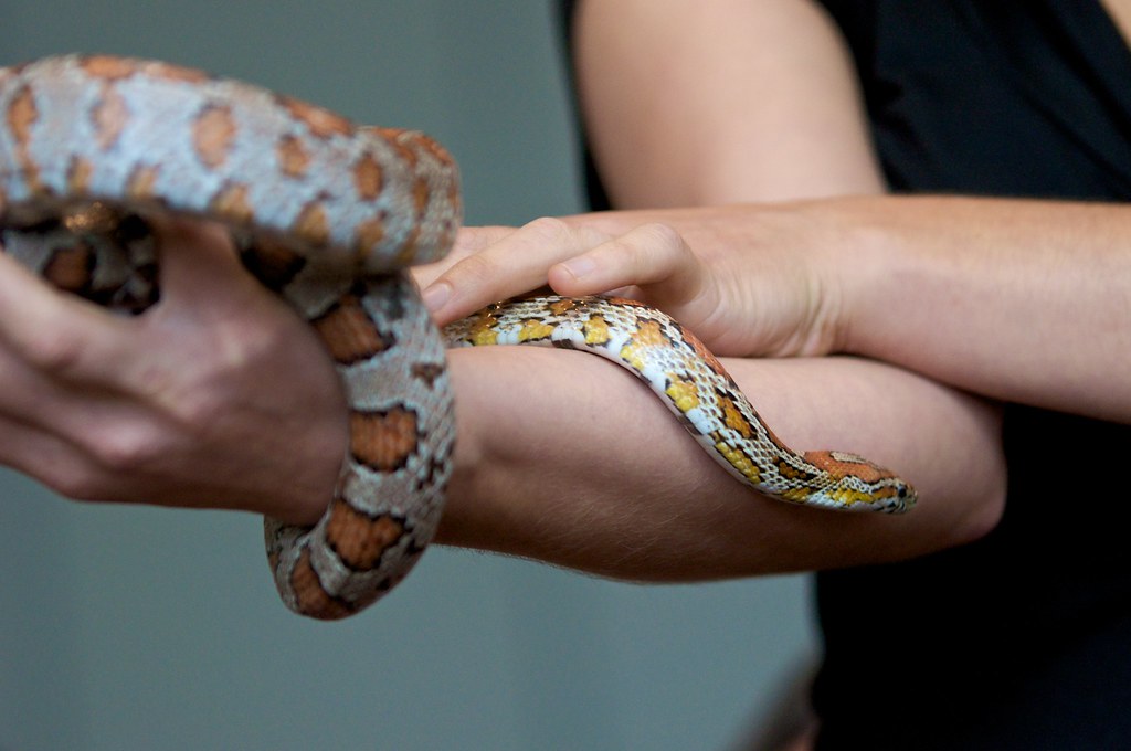 corn snake
