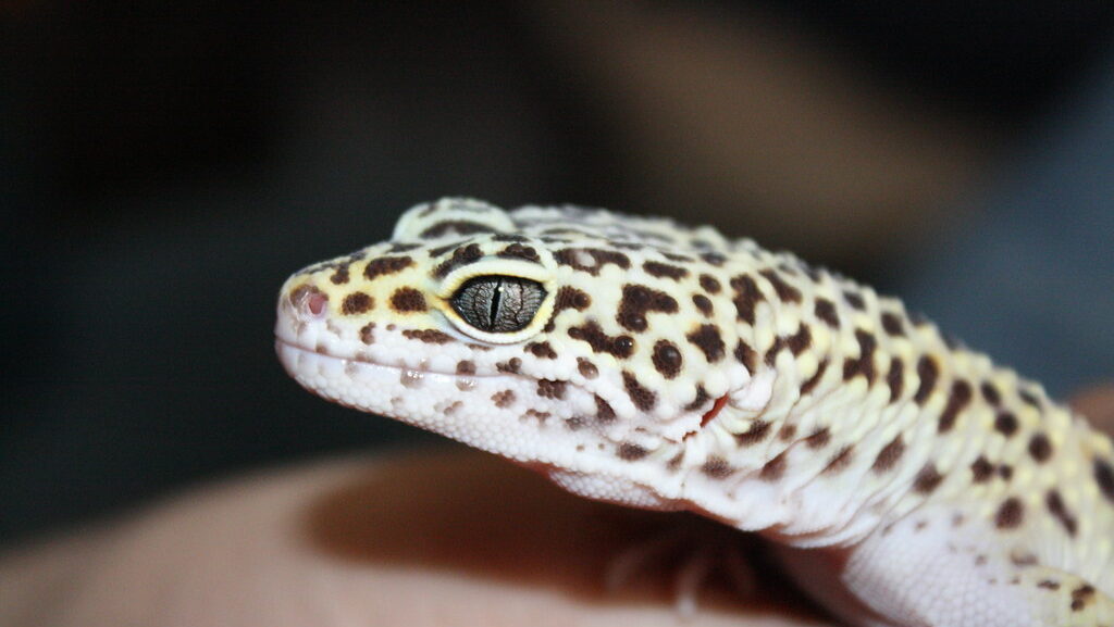 Leopard Gecko close up in a persons hand