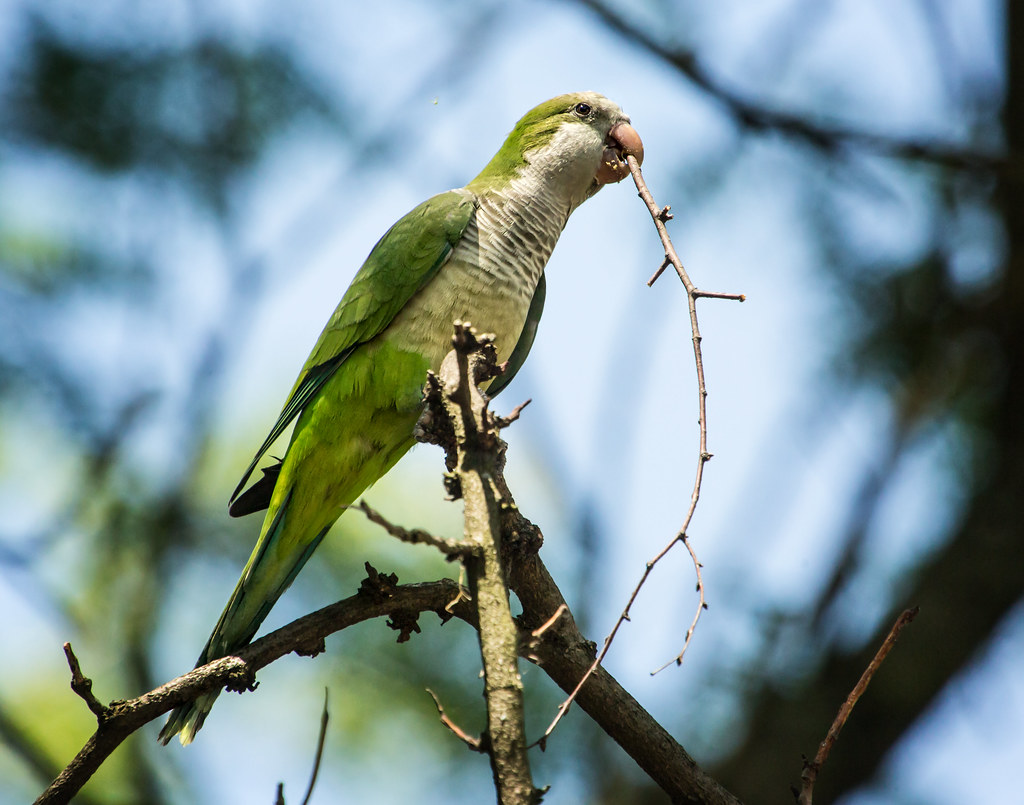 Quaker Parakeets (Monk Parakeets)