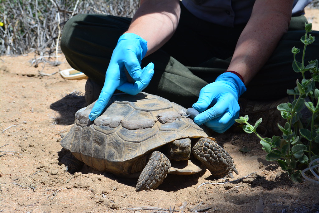 Desert tortoise (Gopherus agassizii)