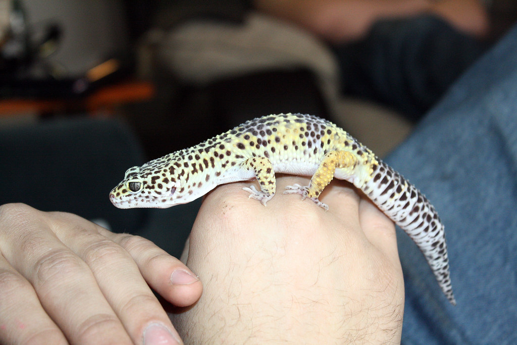 leopard gecko on its owners hand