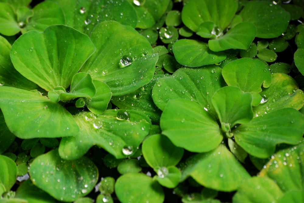 Choosing the Right Plants for Minimal Care