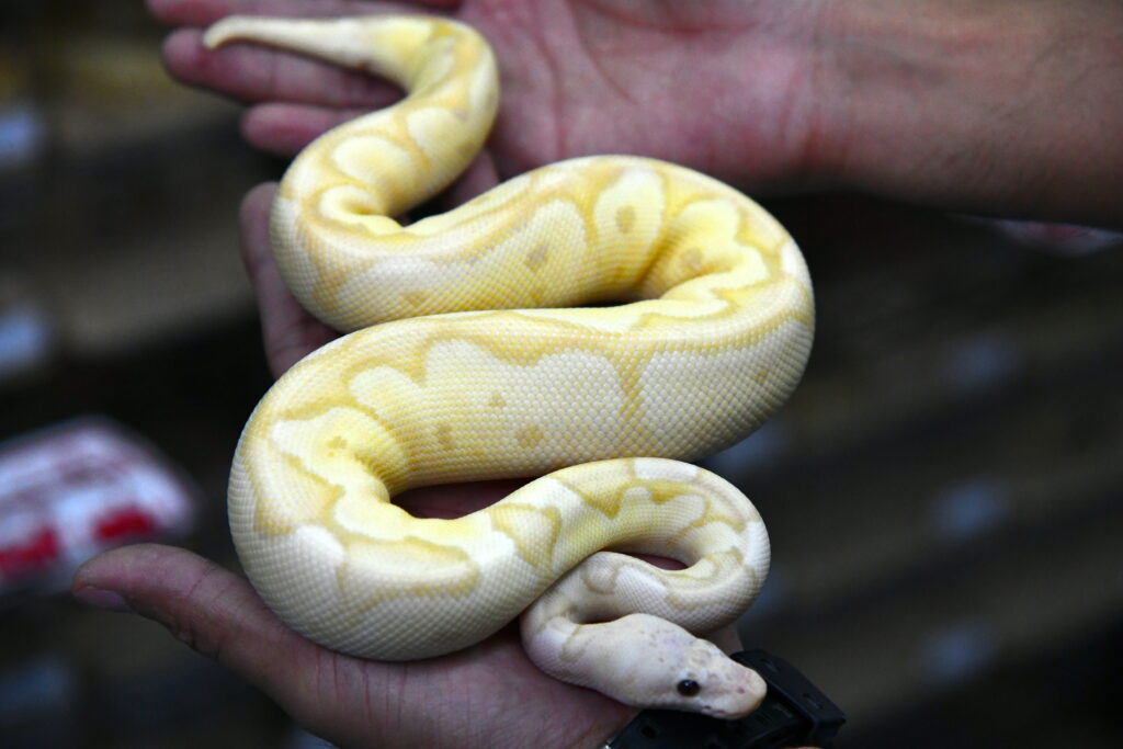 Understanding the Commitment: Reptile Lifespans