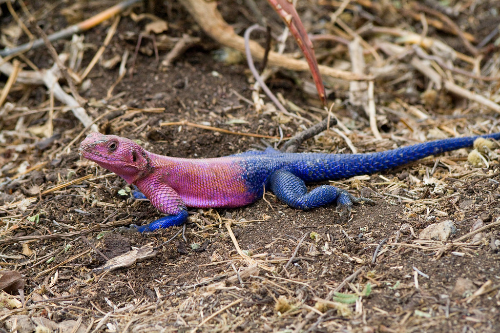 Caring for Colorful Reptiles: Special Considerations