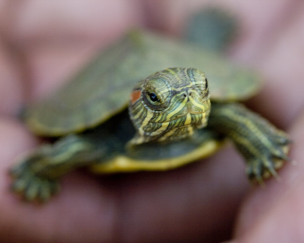 map turtle close up