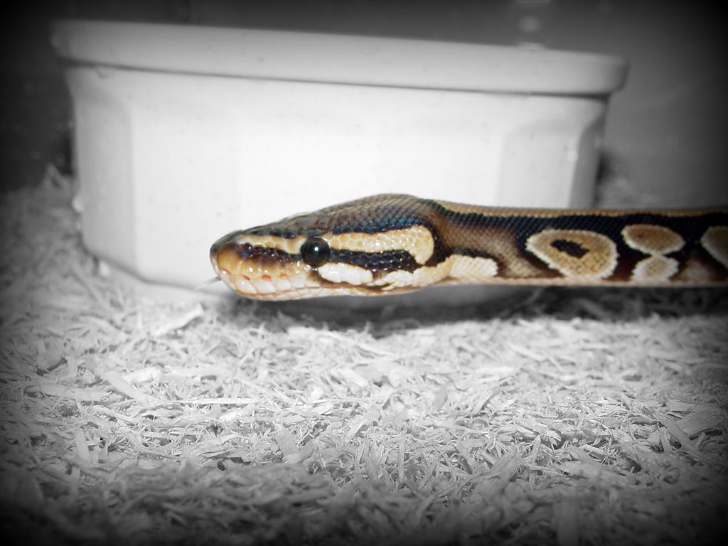 ball python in an enclosure