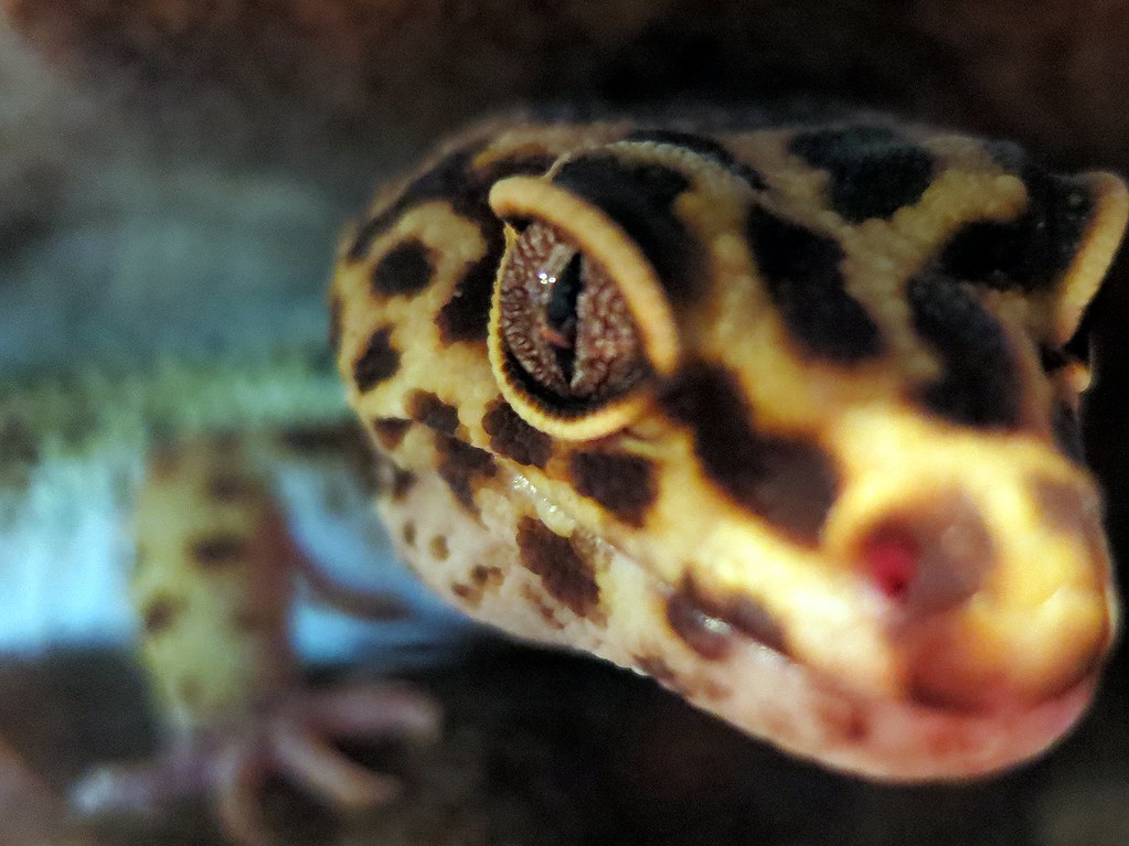 Leopard gecko close up of its eye