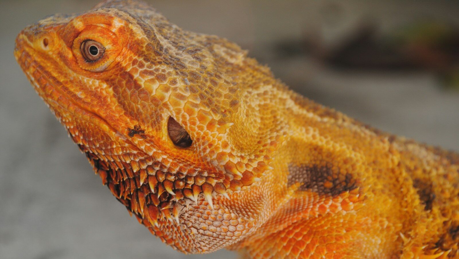 brown and white bearded dragon