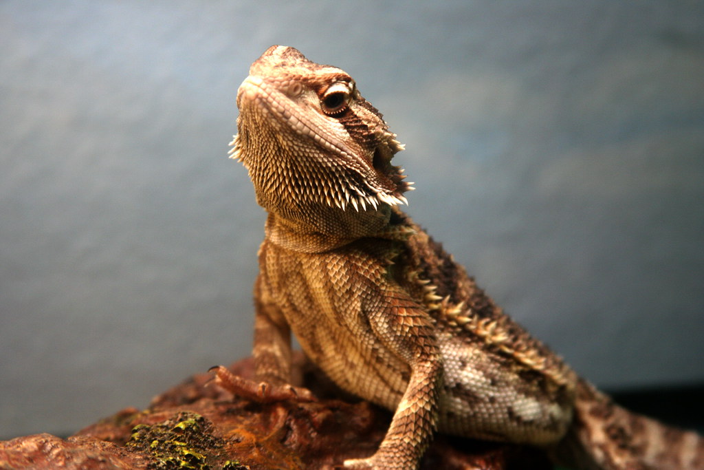 bearded dragon lifting its head closer to a heat lamp