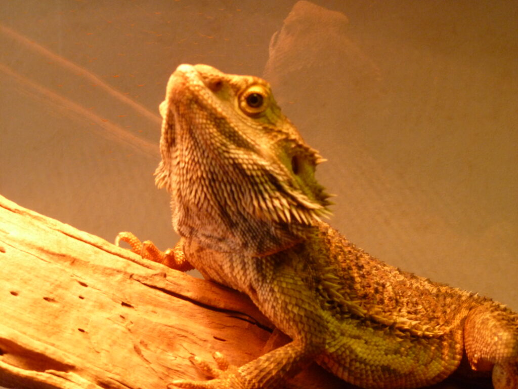 Bearded dragon named Charlie basking under a heat lamp