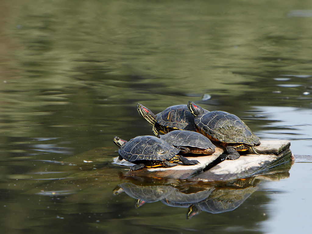 Conservation Status and Ethical Considerations