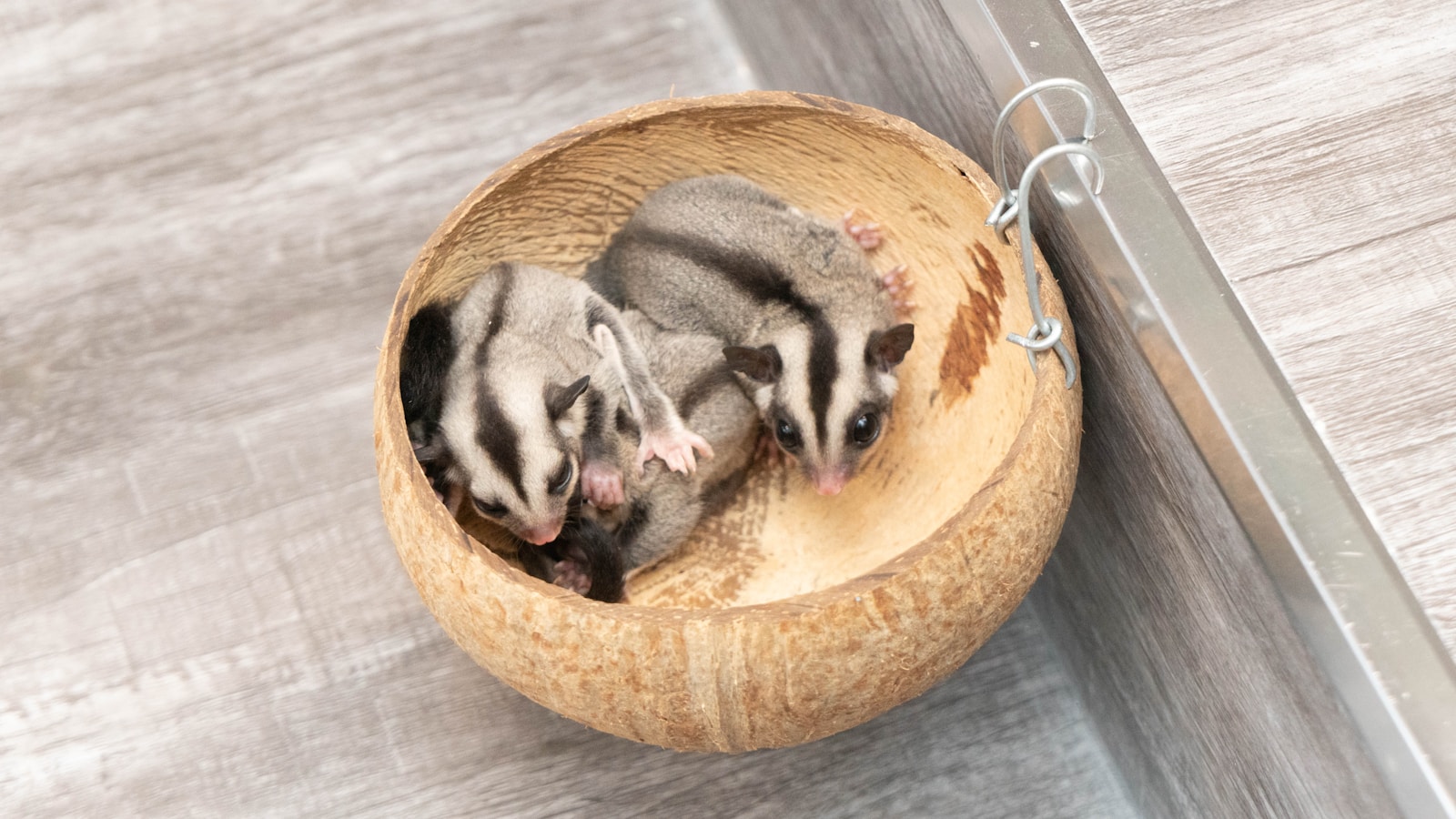 Close-up of small sugar gliders in a wooden brown nest.