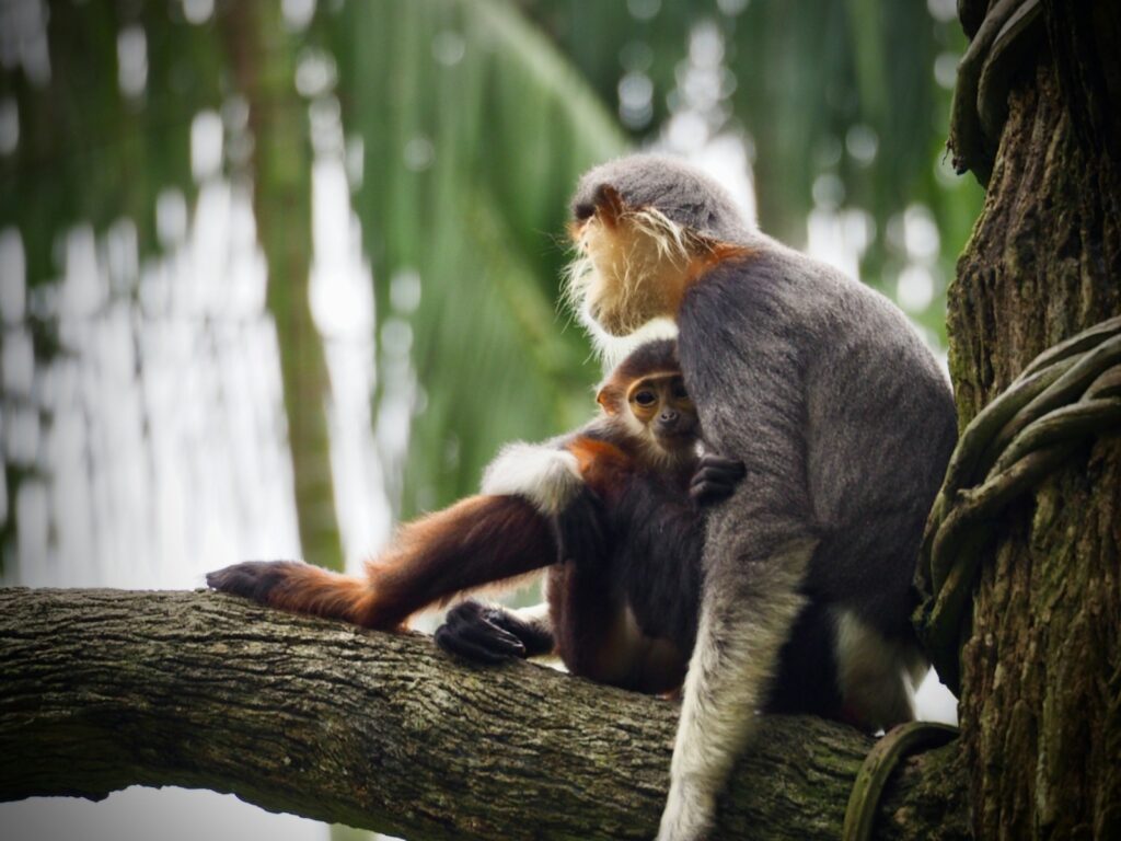 selective photography of gray monkey and her off spring