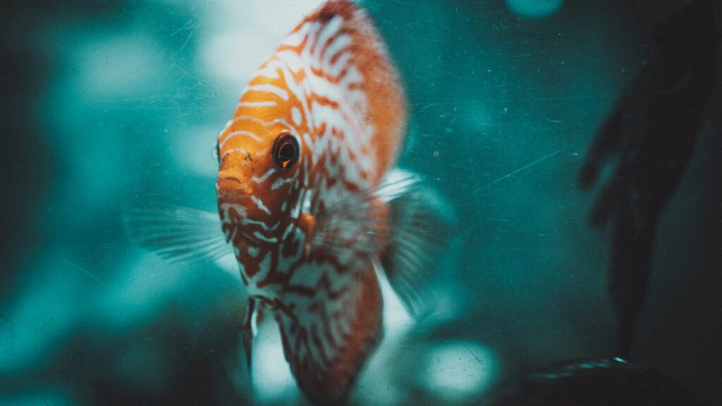 A colorful Discus fish with intricate orange and white patterns on its round body.