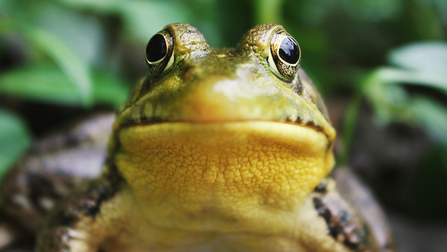 closeup photography of a frog