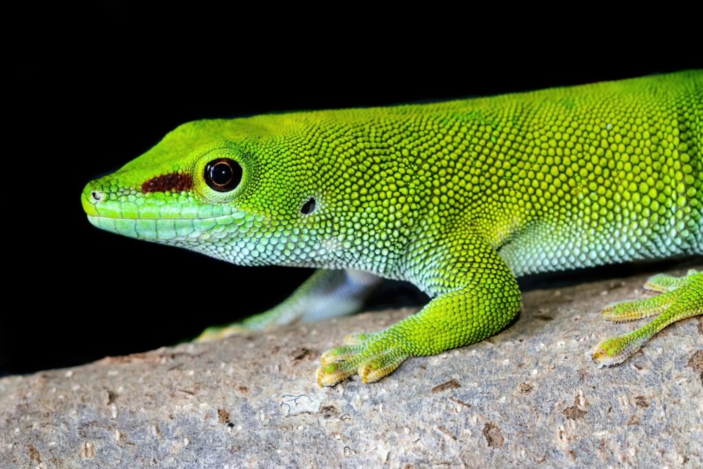 a close up of a day gecko on a branch