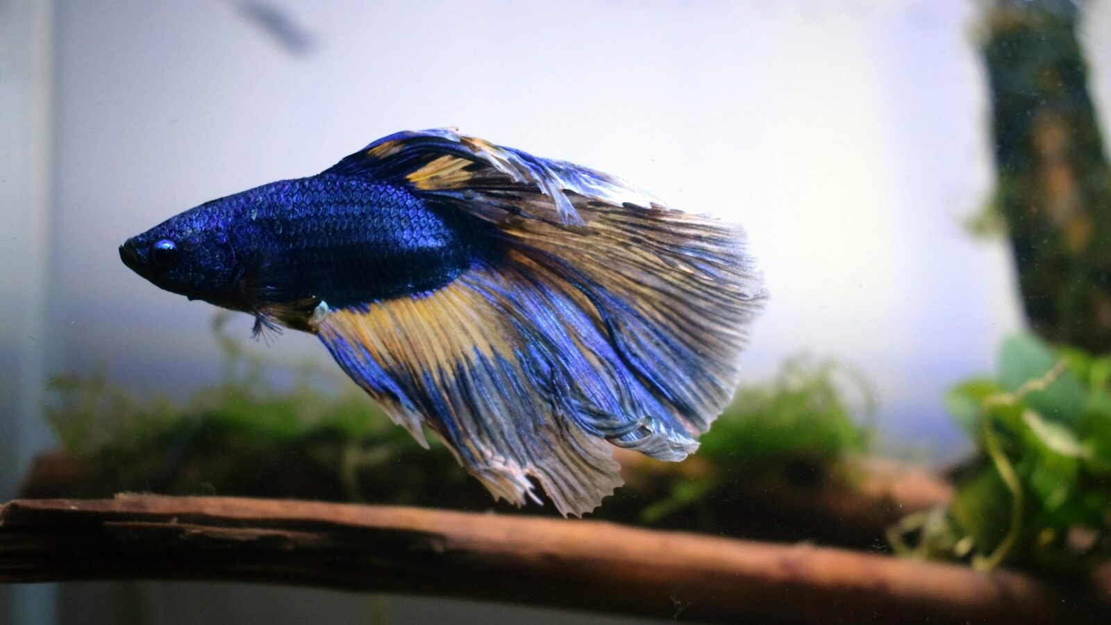 A dark blue Betta fish with flowing gold and translucent fins swimming near a piece of driftwood and green plants.