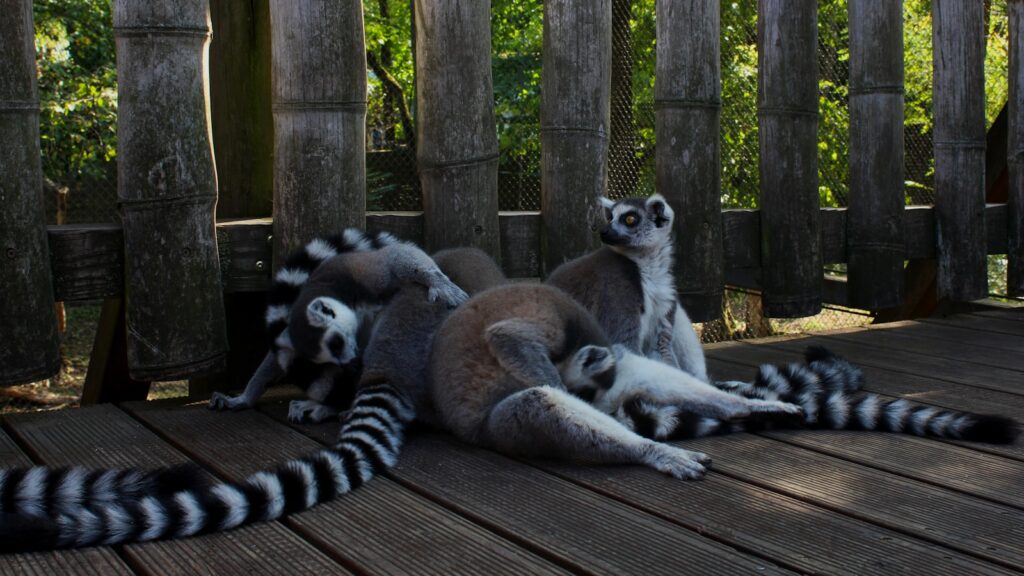 a group of animals sitting on a wood surface