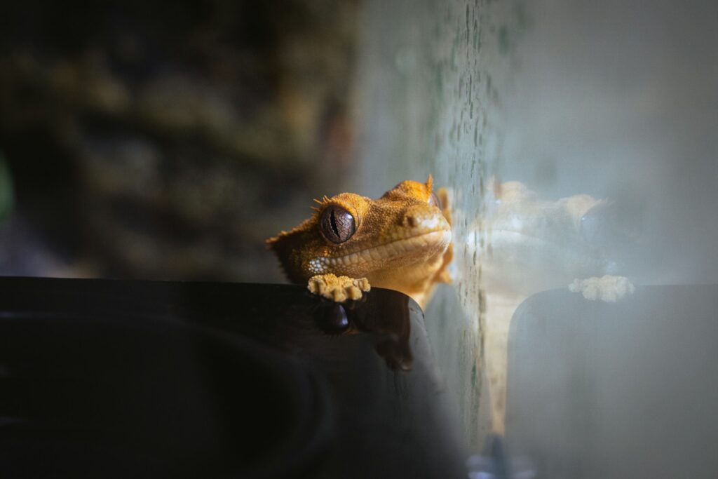 crested gecko in clear glass tank