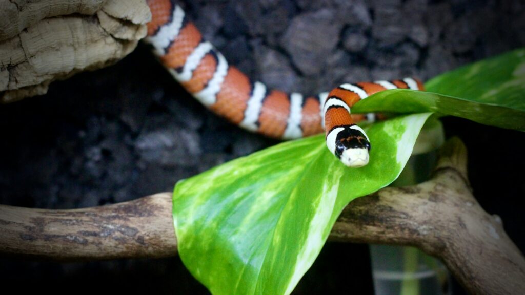 A brightly colored snake, with bold bands of orange, white, and black, moving across a vibrant green leaf and a textured branch.