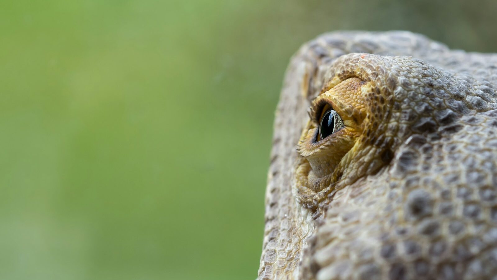 brown and gray bearded dragon